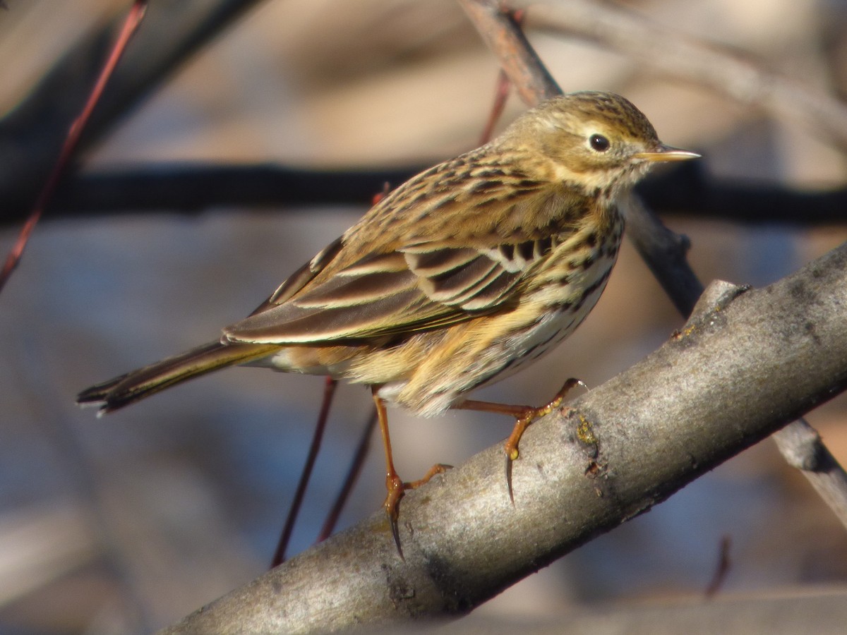 Meadow Pipit - Joaquín Mayo García