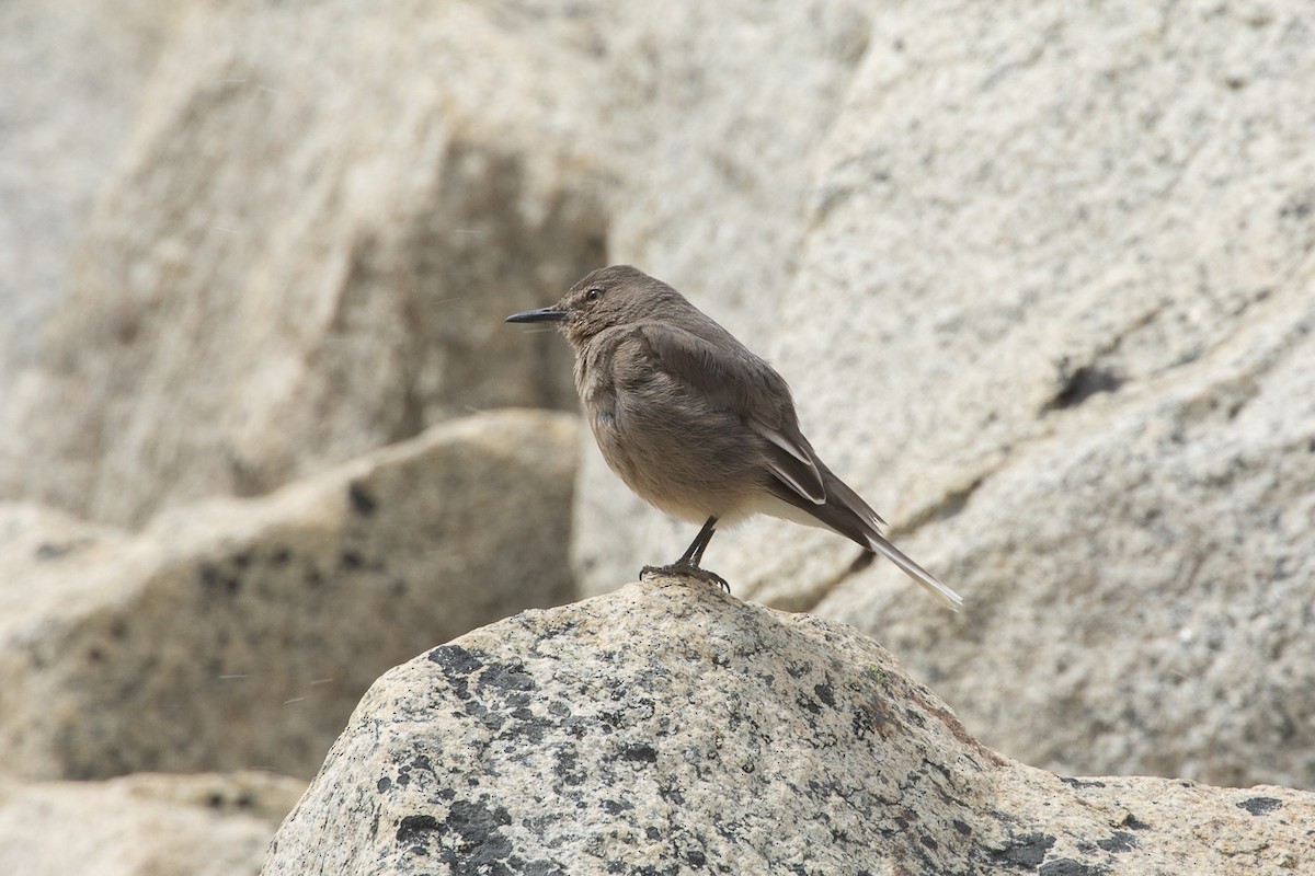 Black-billed Shrike-Tyrant - ML612126016