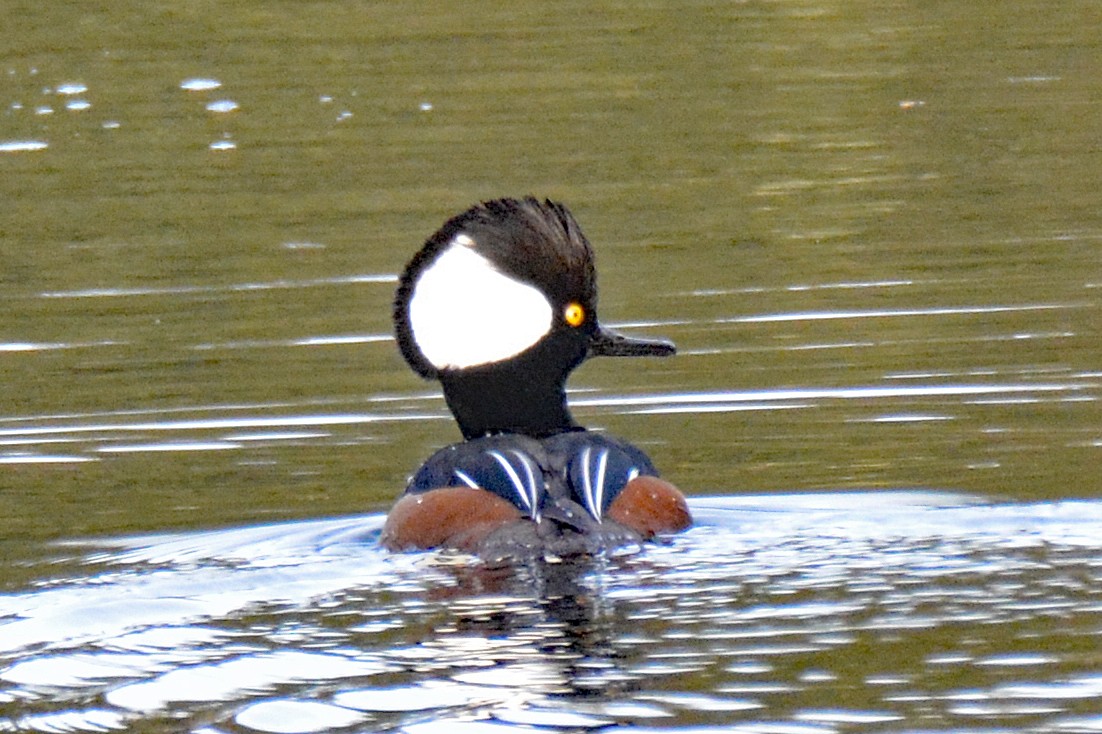 Hooded Merganser - Michael J Good