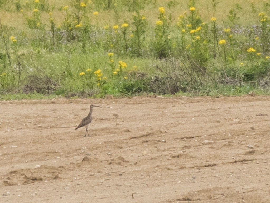 Whimbrel - ML61212611