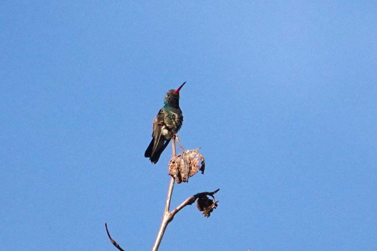 kolibřík širokozobý - ML612126197