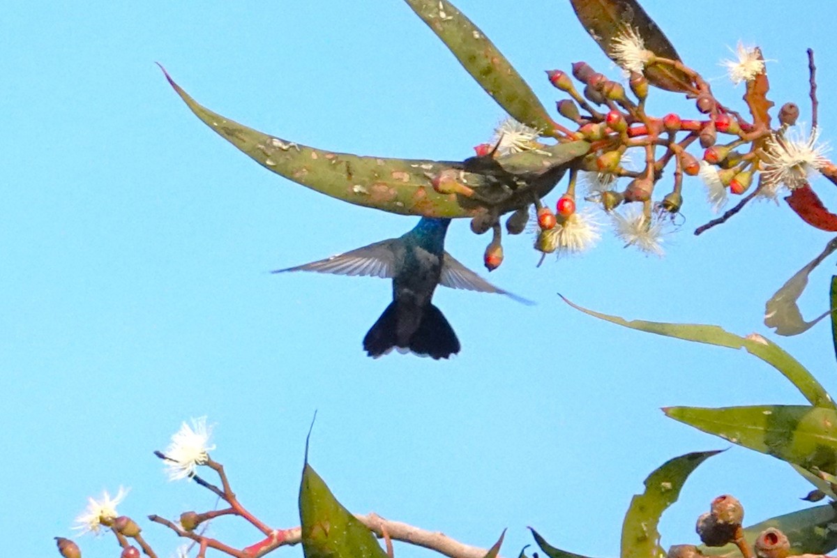 Broad-billed Hummingbird - Paul Mulholland