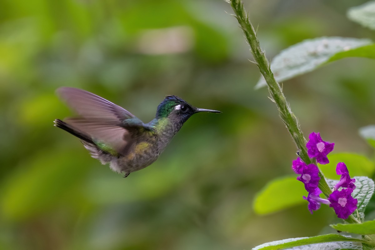 Violettkopfkolibri - ML612126353