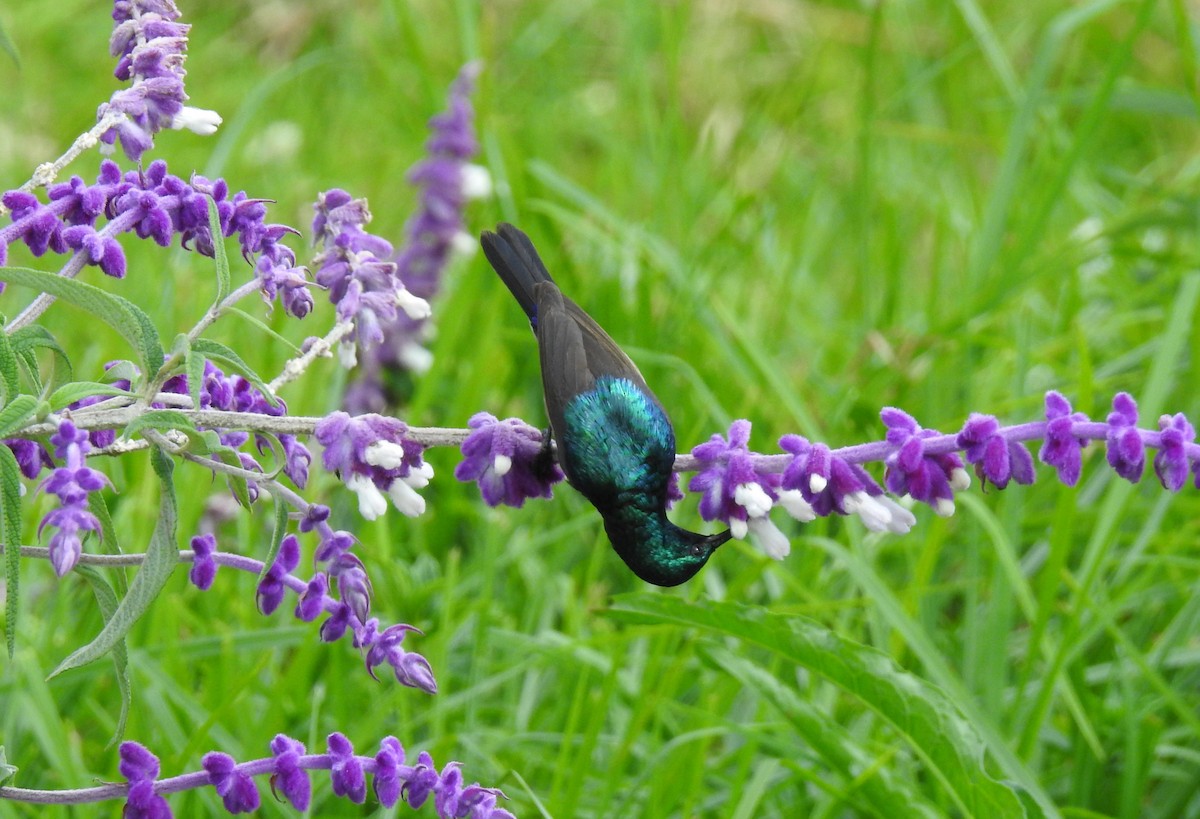 Northern Double-collared Sunbird - ML612126393