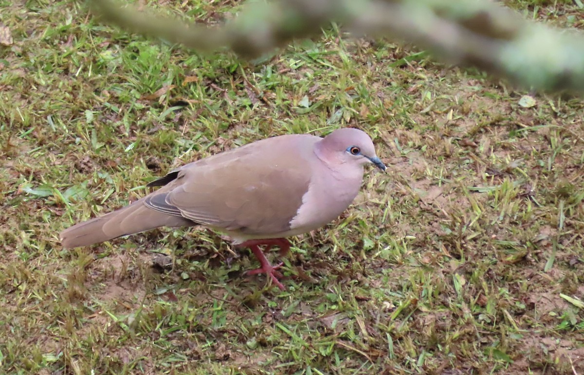 White-tipped Dove - ML612126596