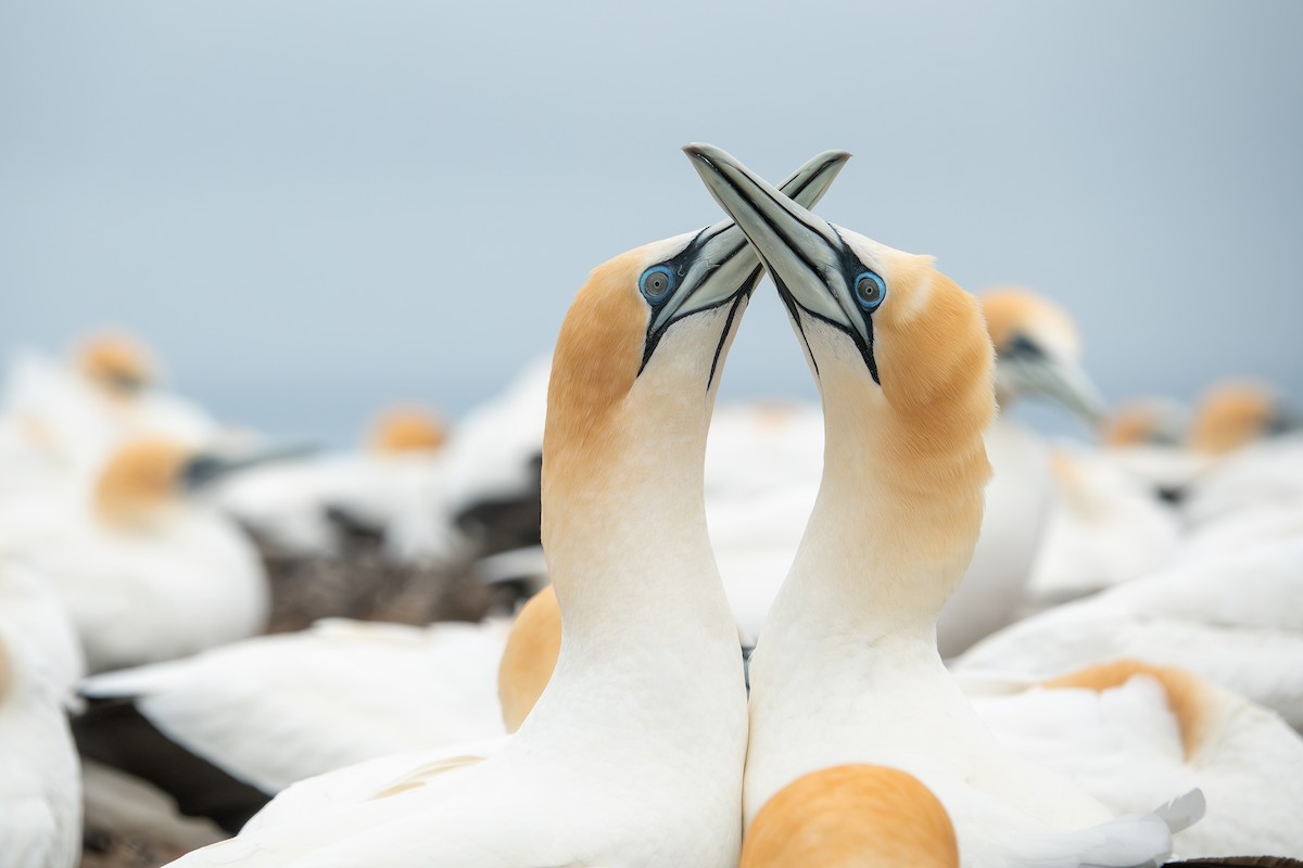 Australasian Gannet - ML612126598