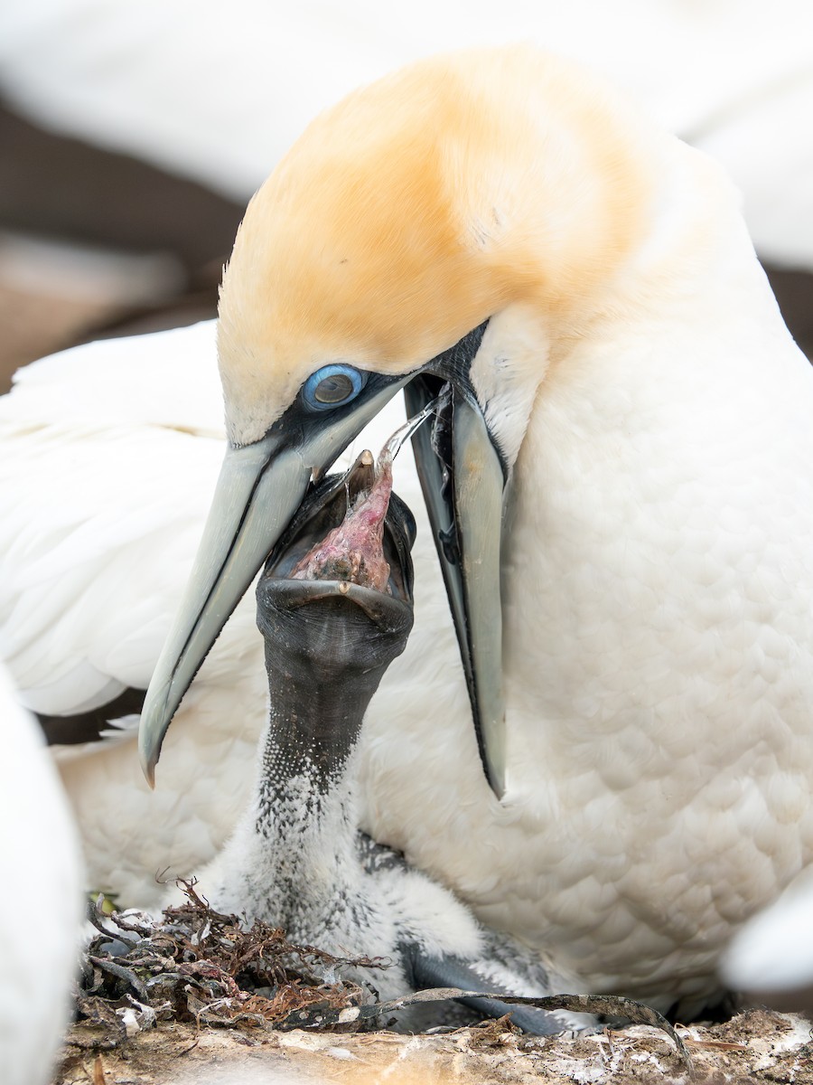 Australasian Gannet - ML612126599