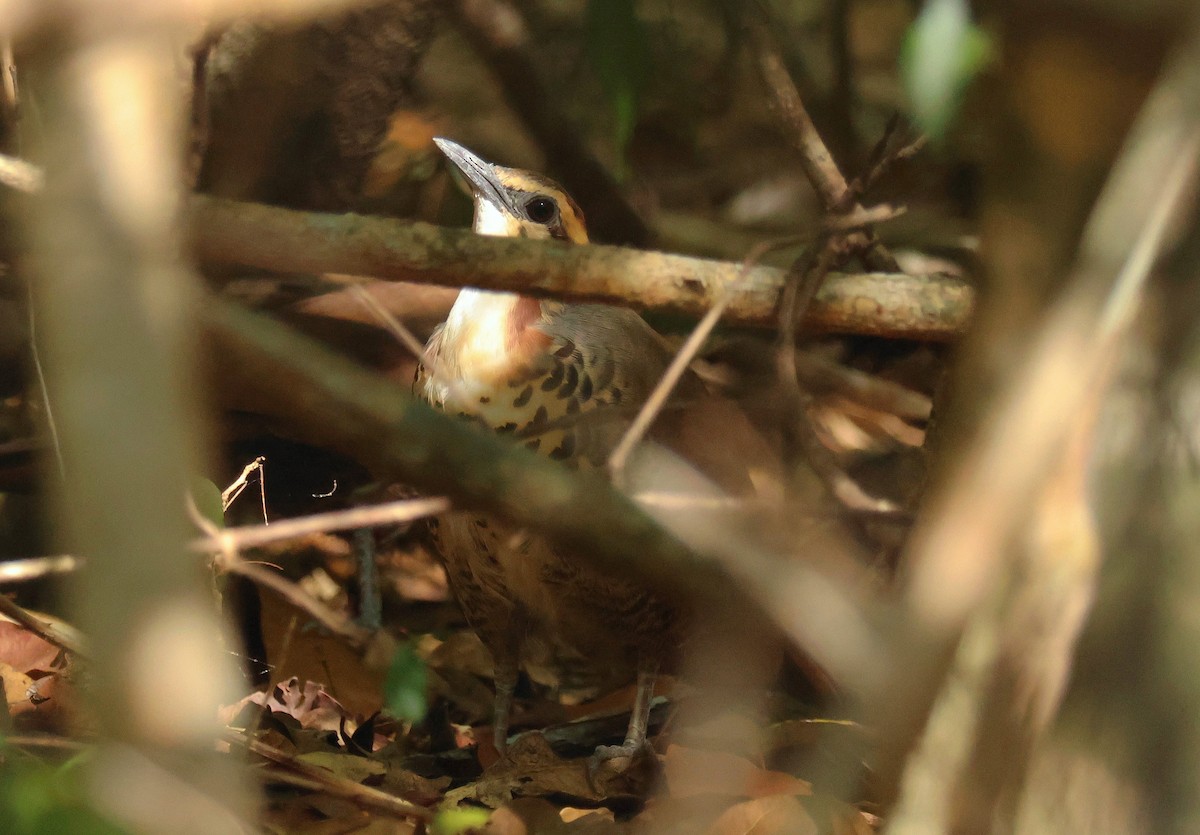 White-breasted Mesite - ML612126624