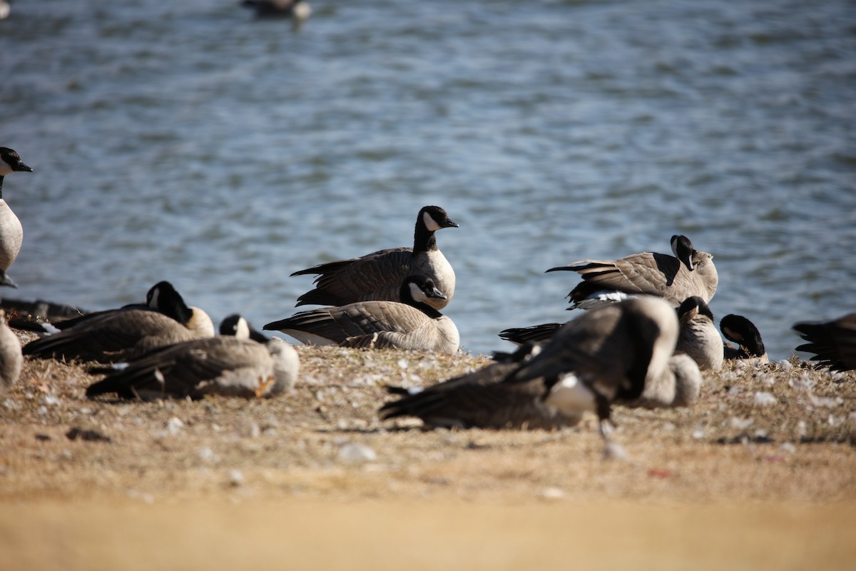 Cackling Goose (Richardson's) - ML612126640