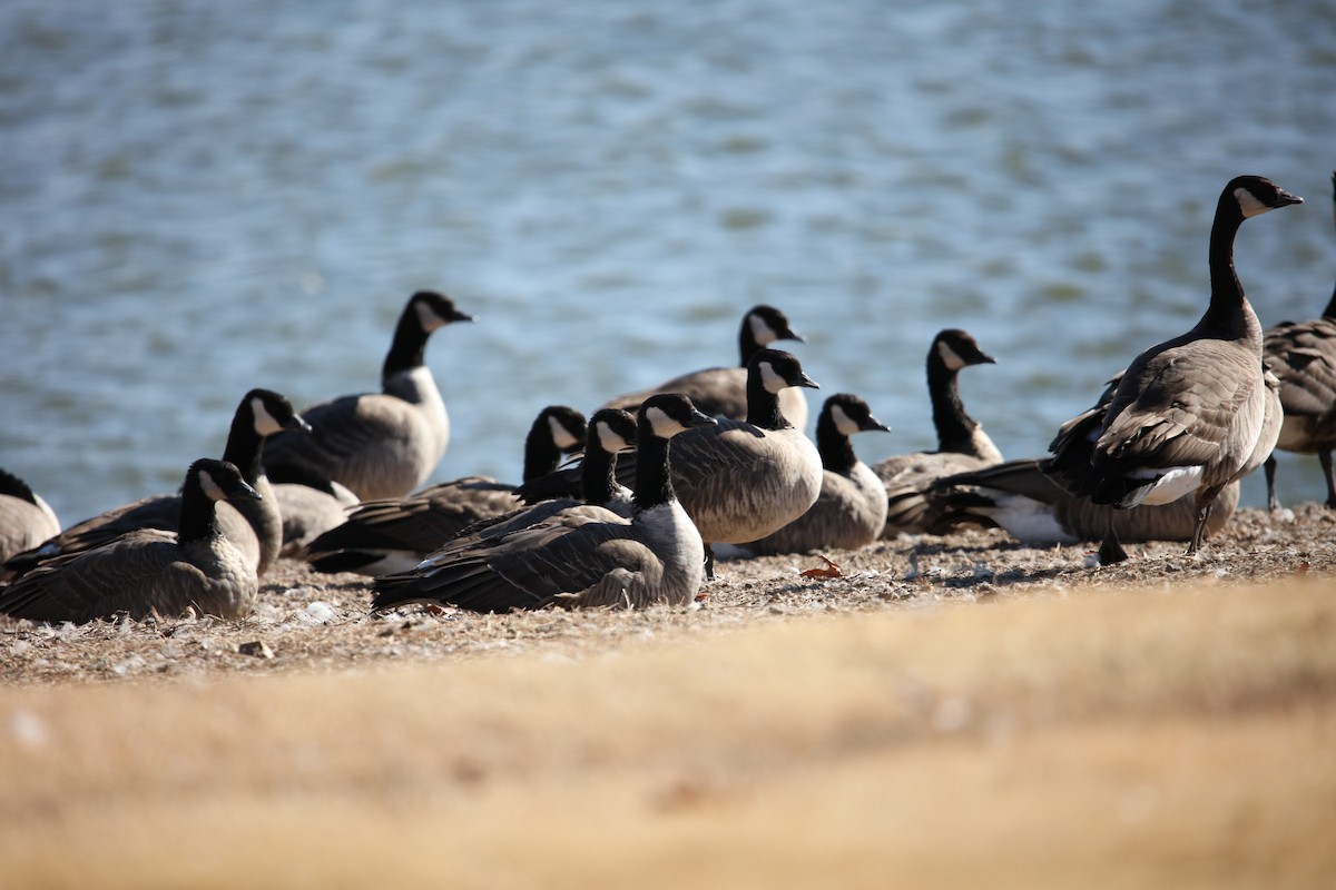 Cackling Goose (Richardson's) - ML612126643