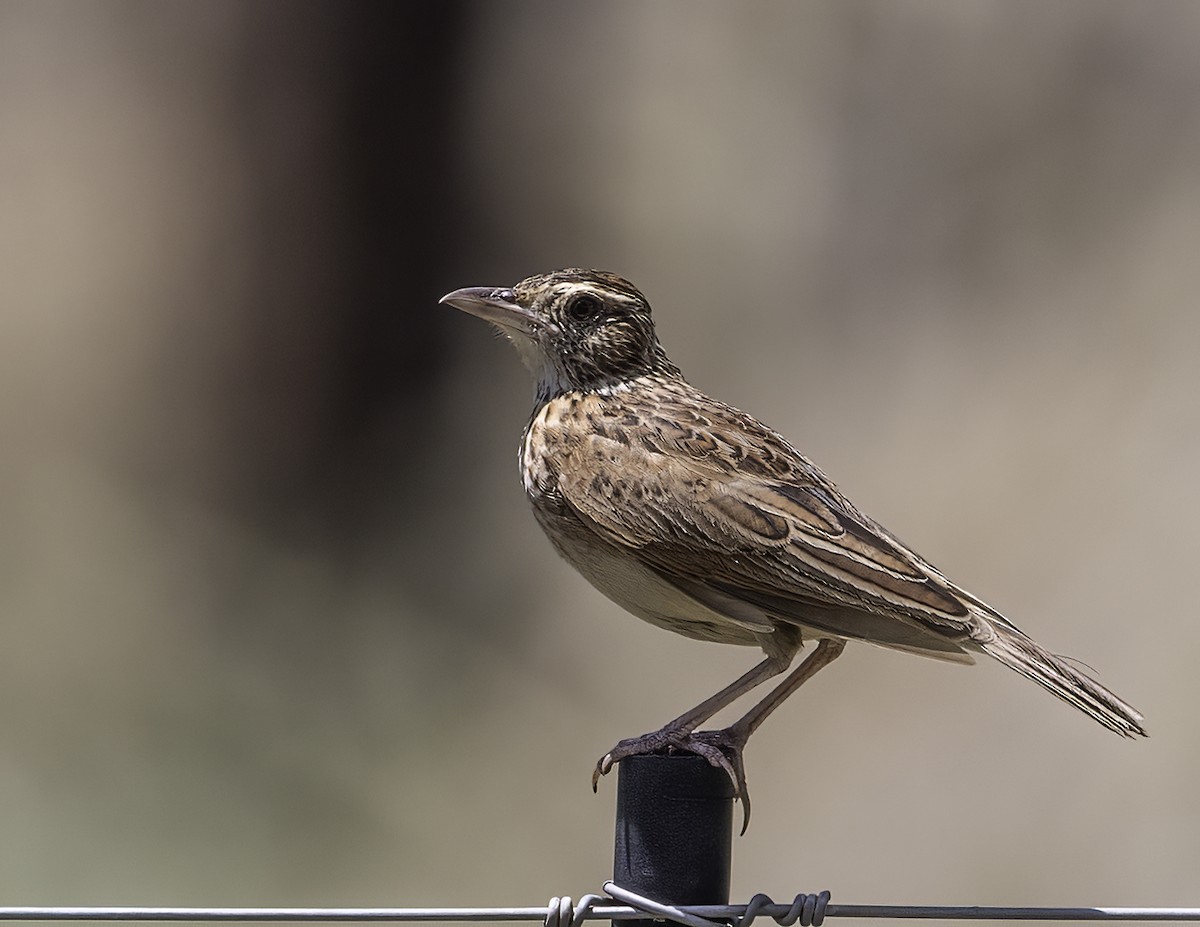 Rufous-naped Lark - ML612126653