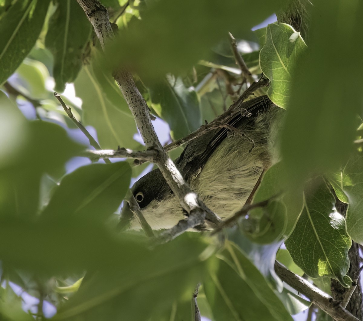 Bar-throated Apalis - ML612126656