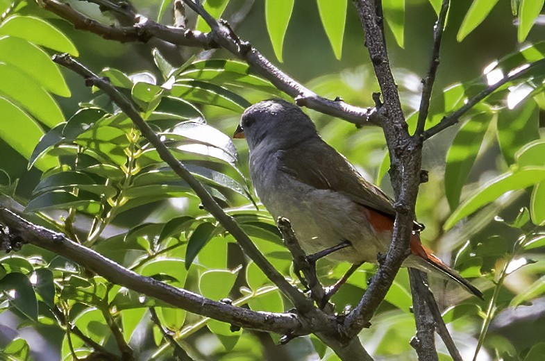 Estrilda Ventrigualda Meridional - ML612126662