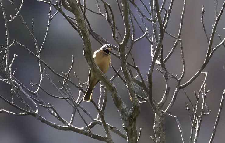 Cinnamon-breasted Bunting - Mel Senac