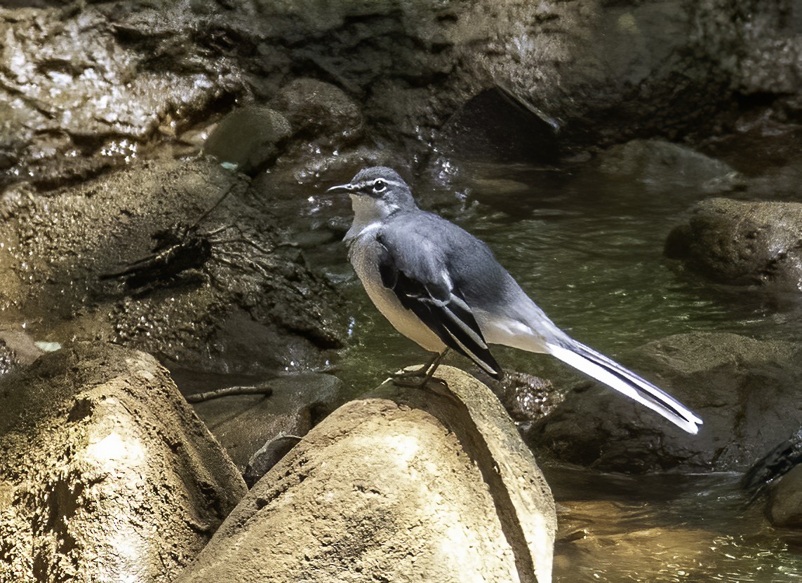 Mountain Wagtail - ML612126676