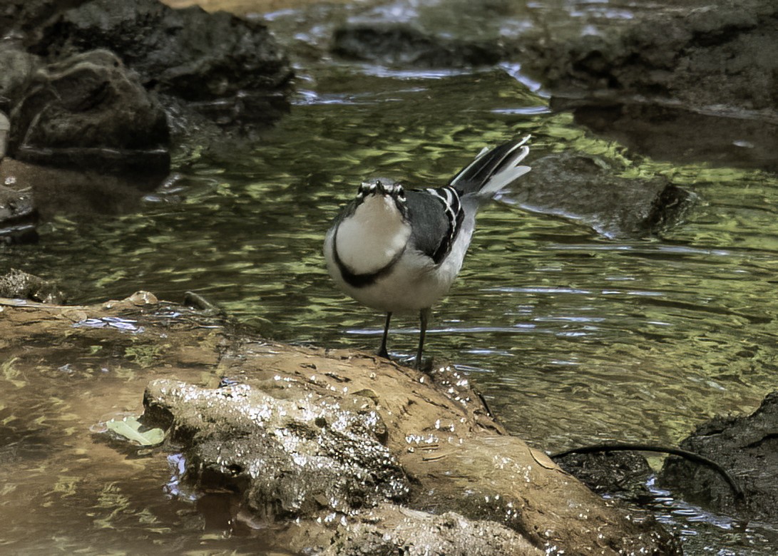 Mountain Wagtail - ML612126679