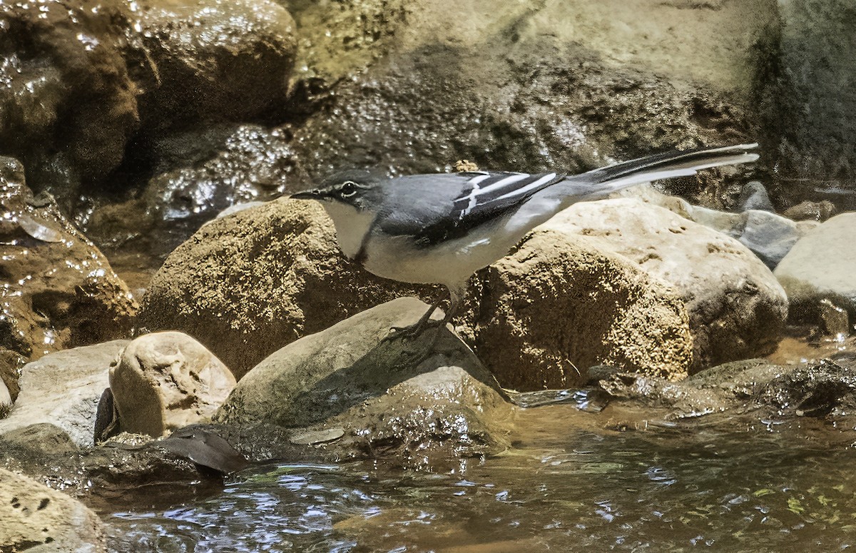 Mountain Wagtail - ML612126683