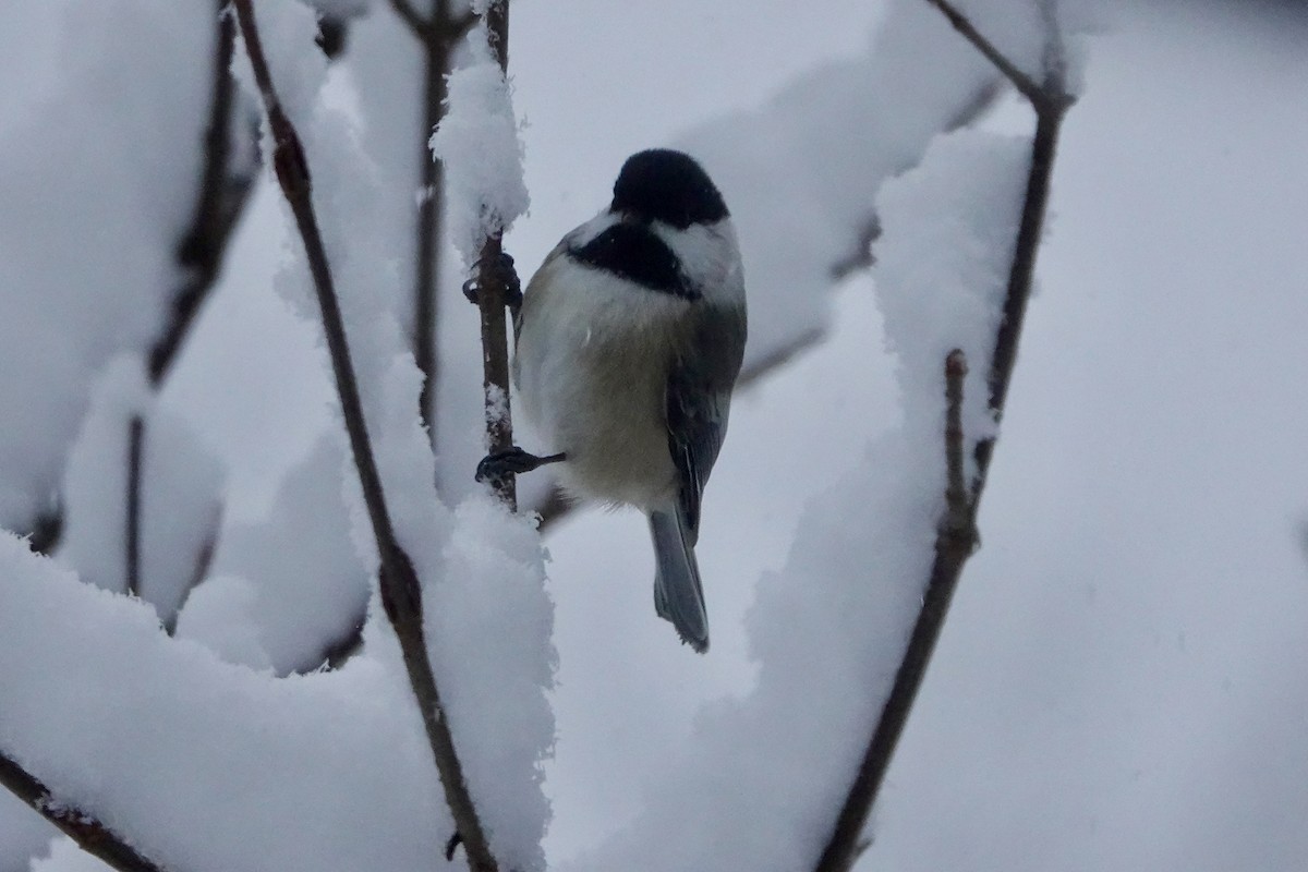 Black-capped Chickadee - ML612126704