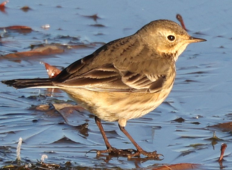 American Pipit - ML612126770