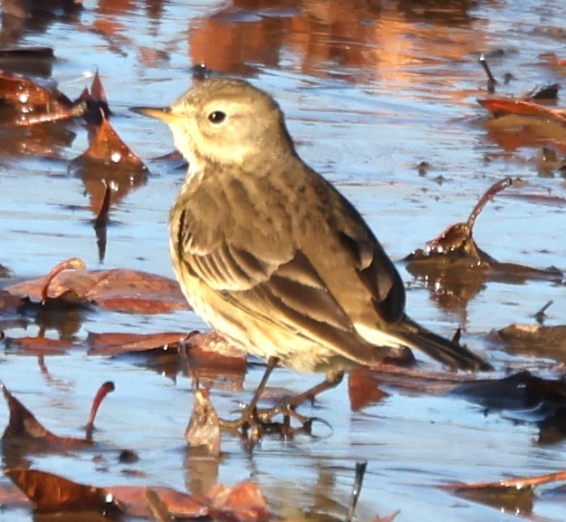 American Pipit - ML612126772