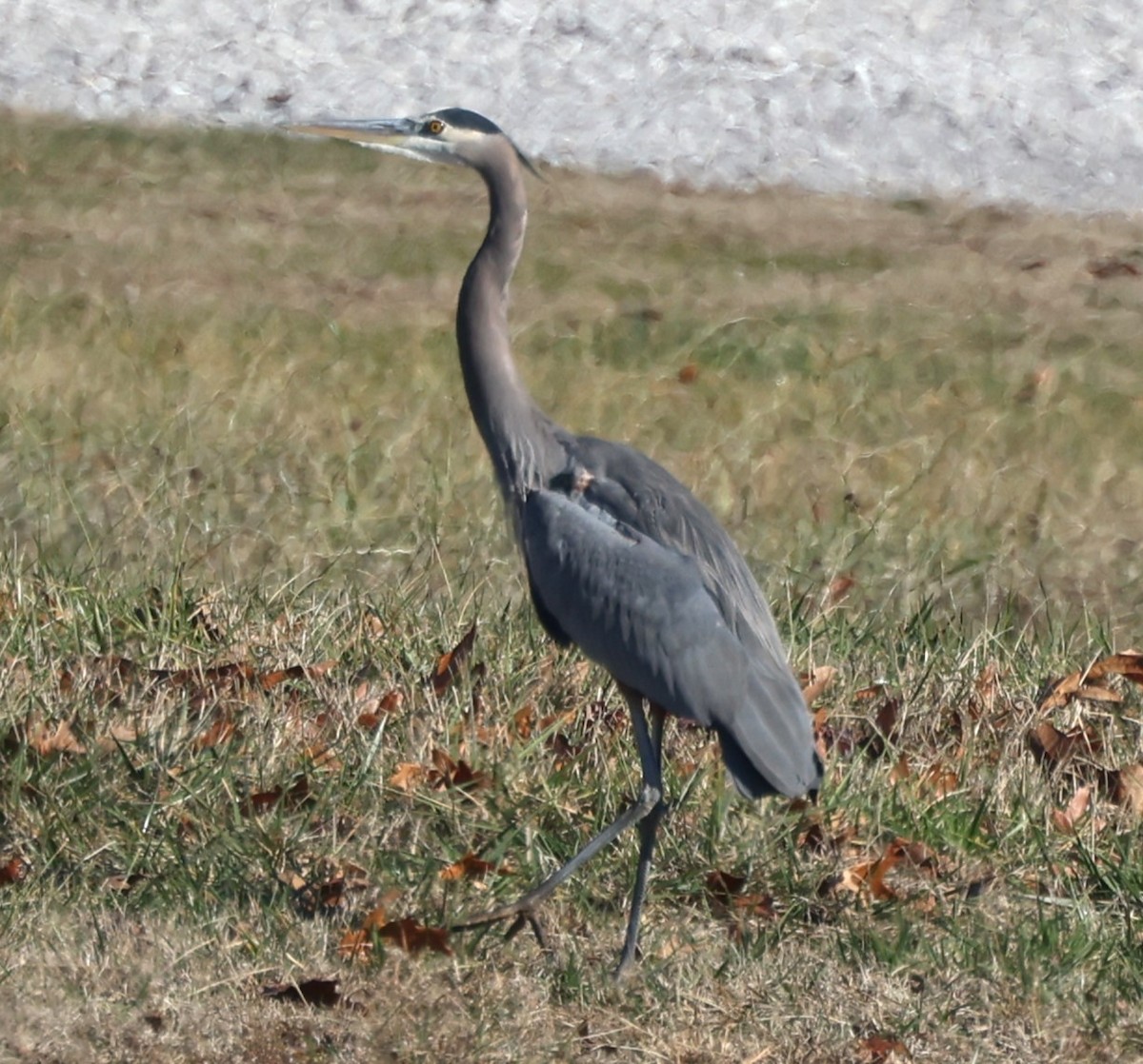 Great Blue Heron - ML612126788