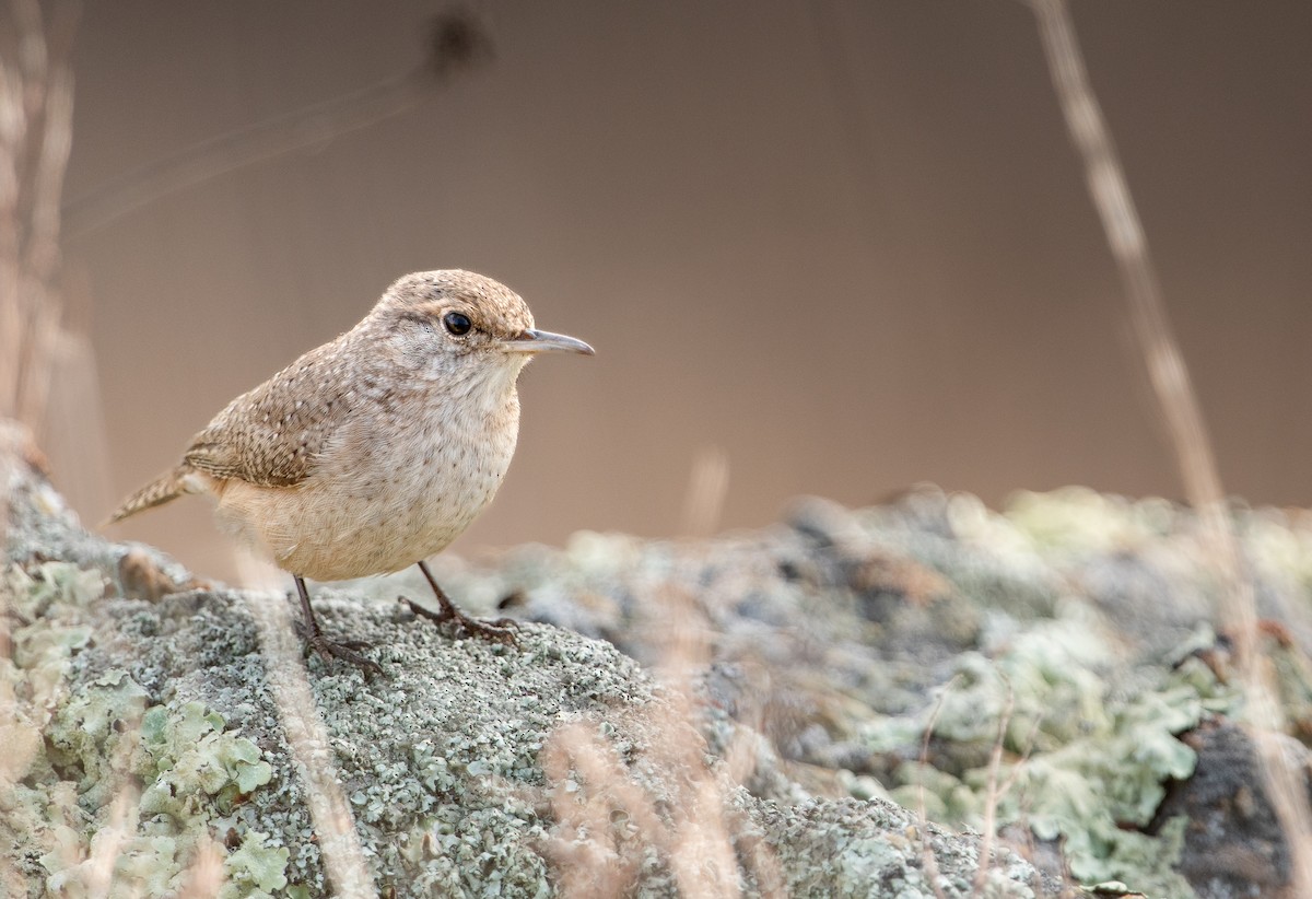 Rock Wren - ML612126802