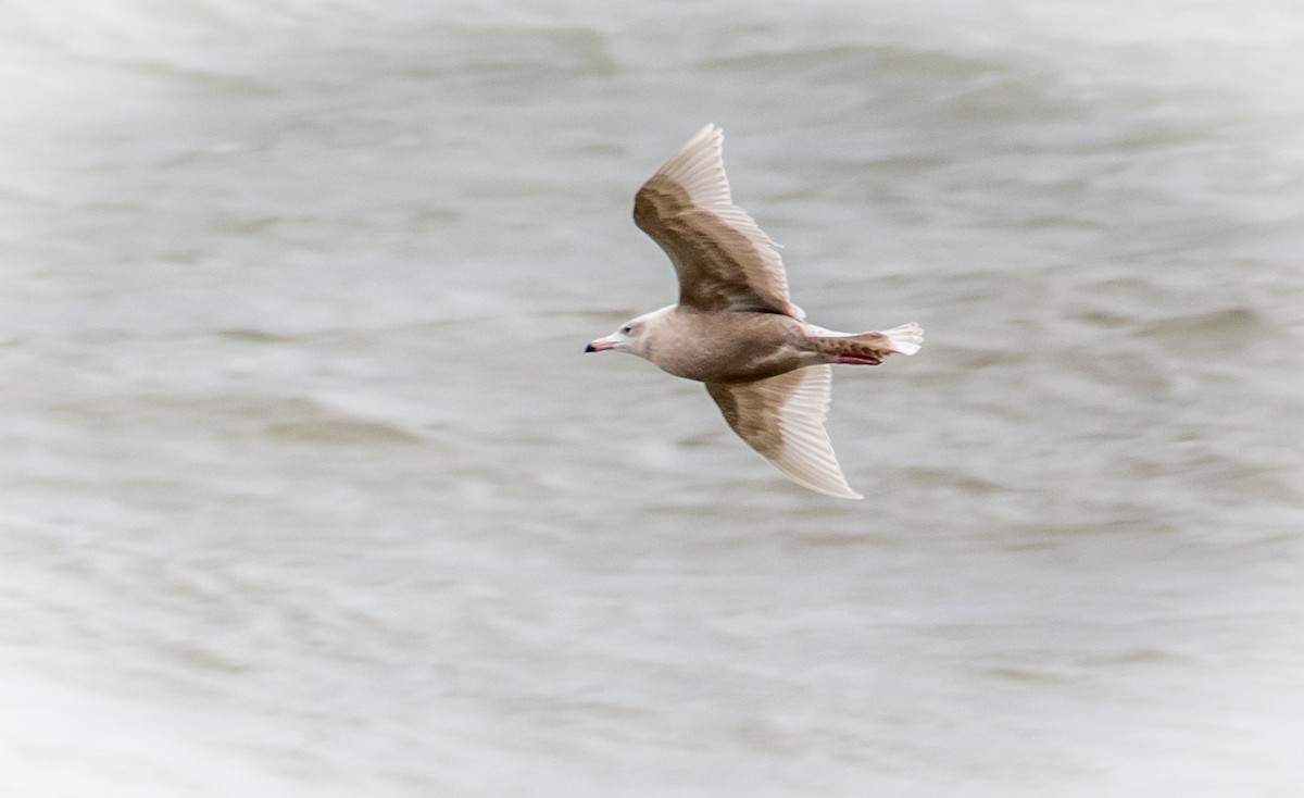 Glaucous Gull - Gale VerHague