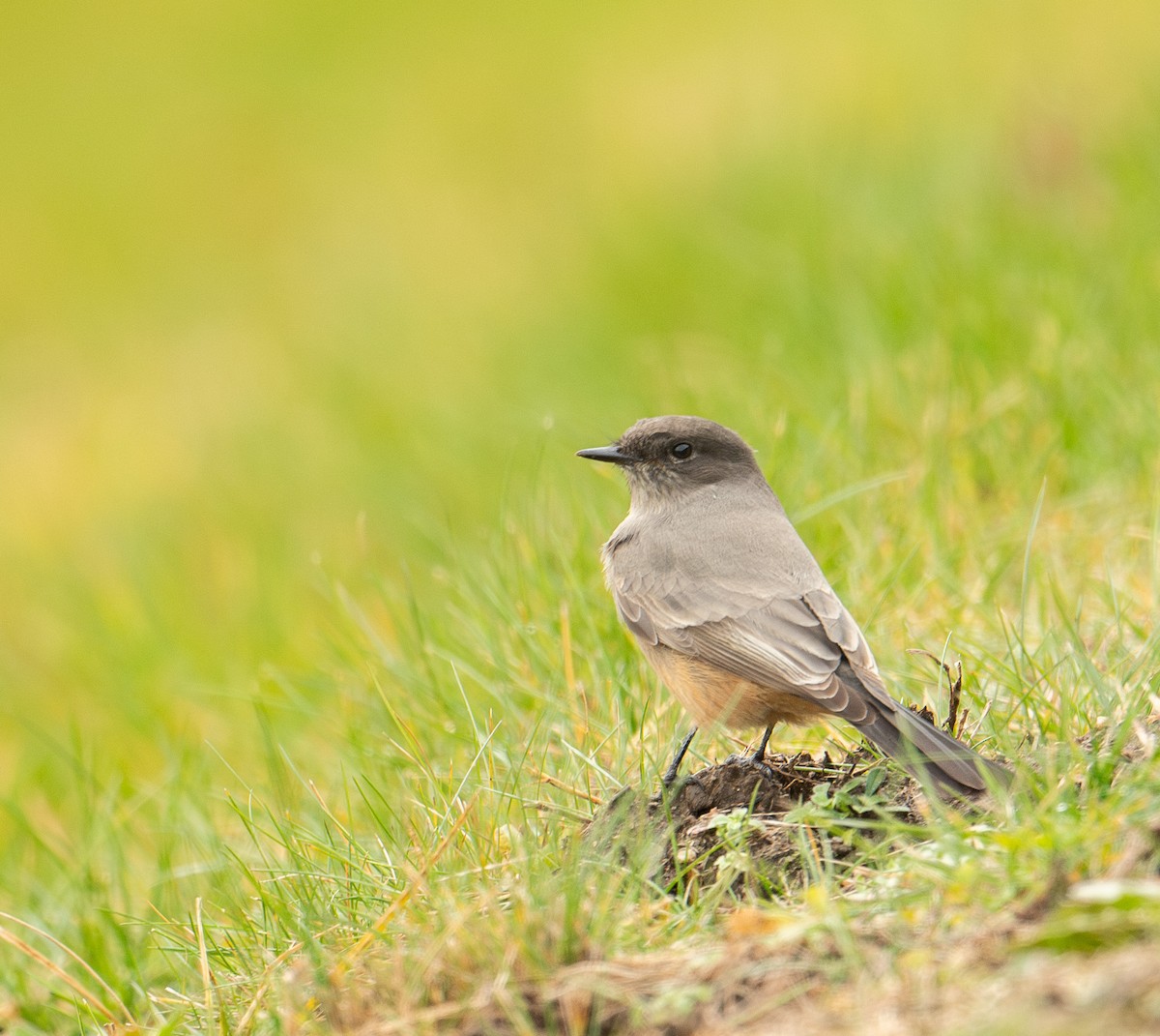 Say's Phoebe - Brian Zylich