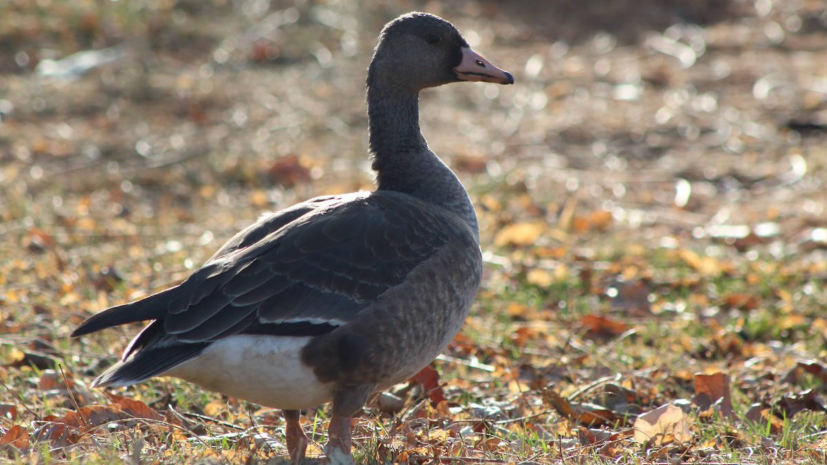 Greater White-fronted Goose - ML612126957
