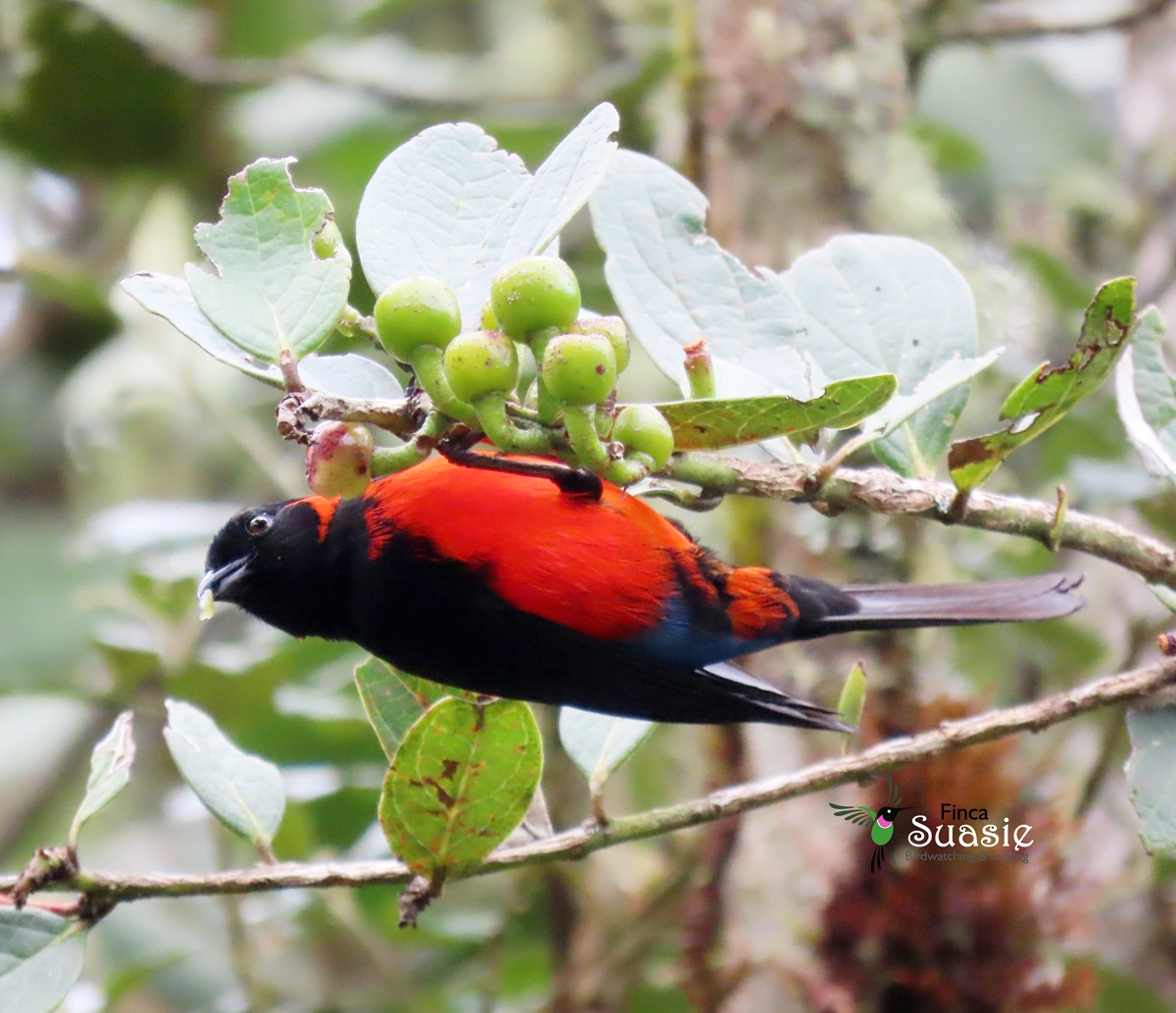 Scarlet-bellied Mountain Tanager - ML612126958