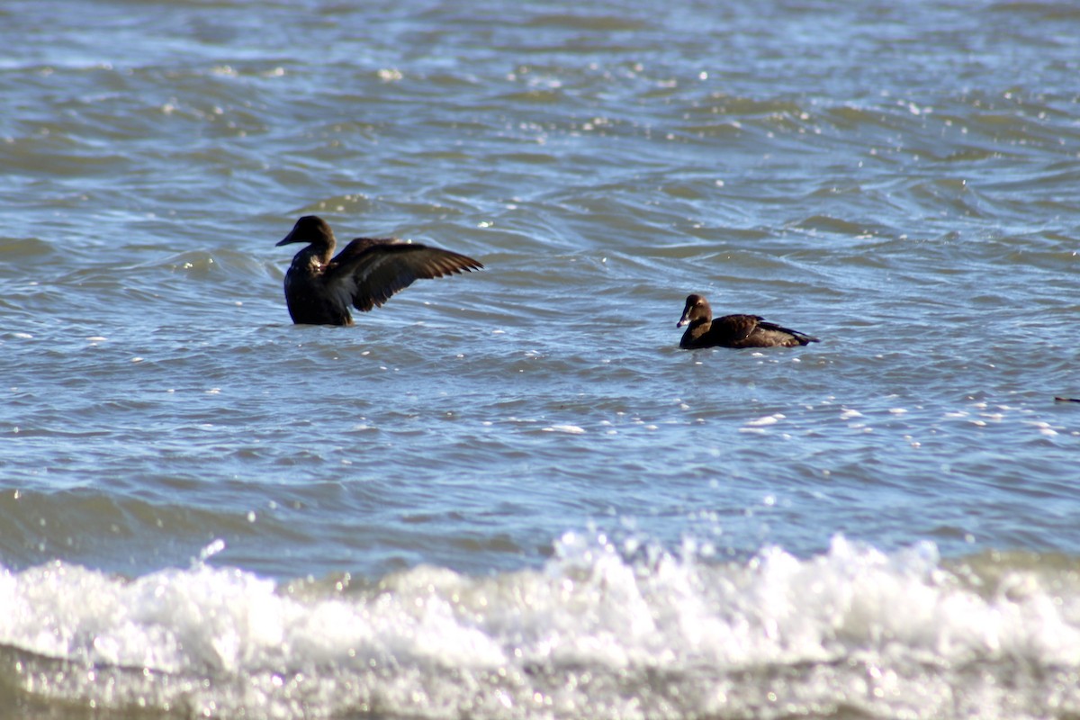 Common Eider - ML612126960