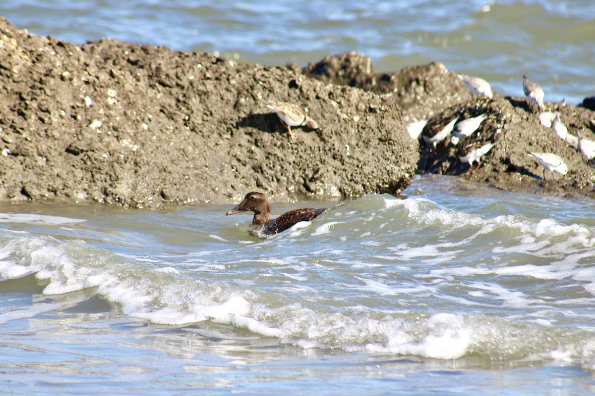 Common Eider - Lucy White