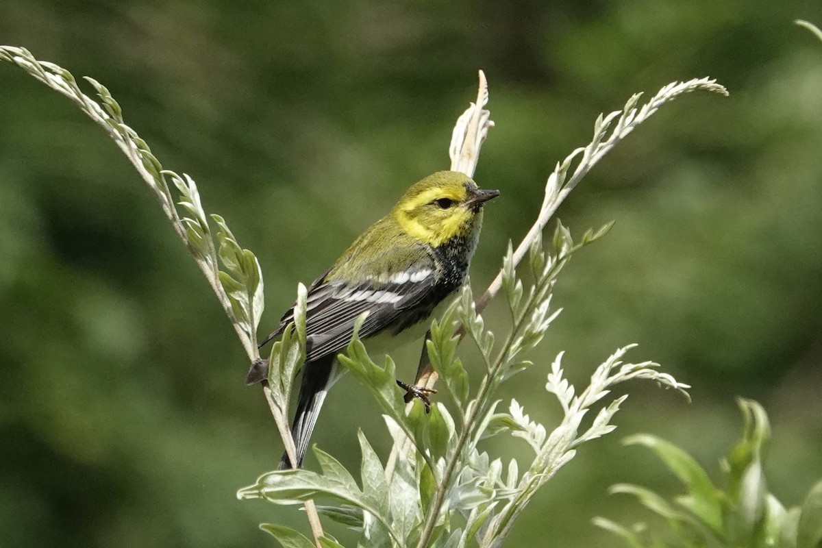 Black-throated Green Warbler - ML612126999