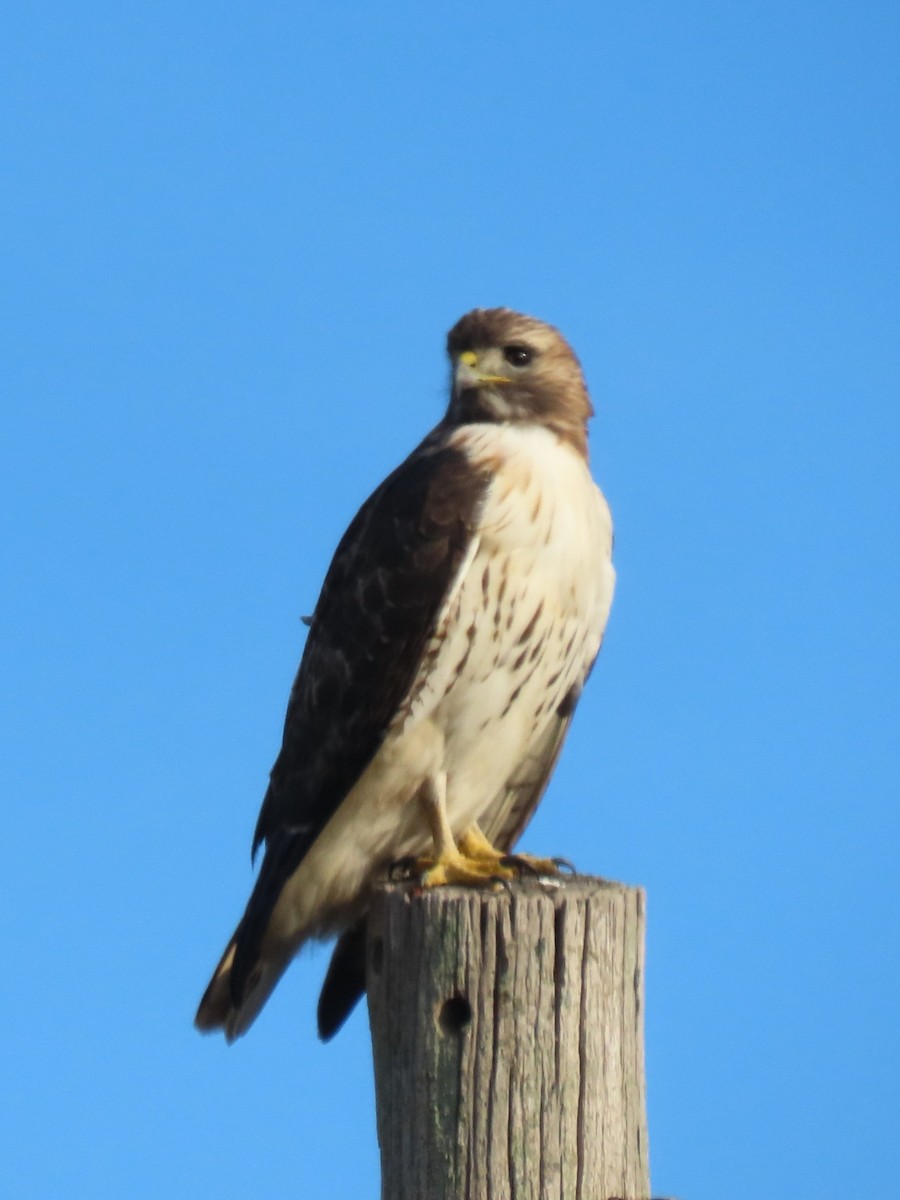 Red-tailed Hawk - ML612127008