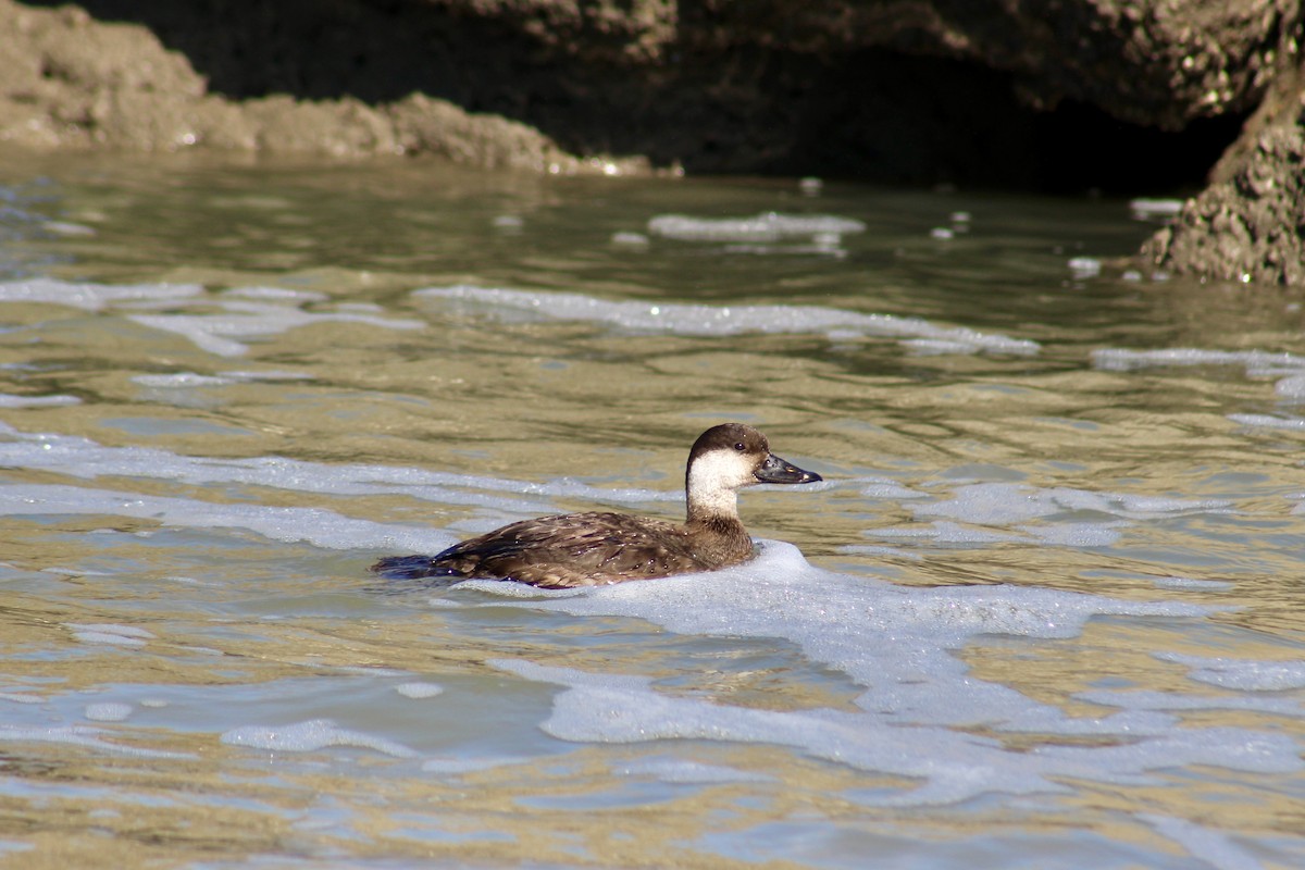 Black Scoter - ML612127022