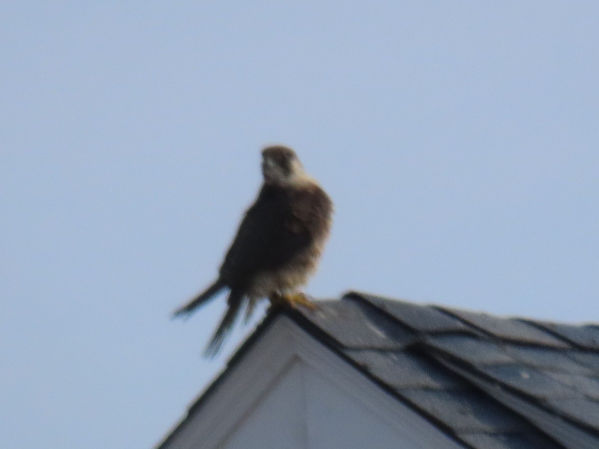 Peregrine Falcon - ML612127024