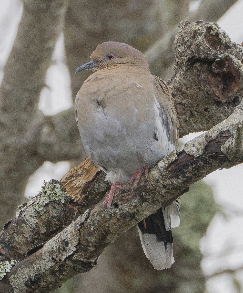 White-winged Dove - ML612127056