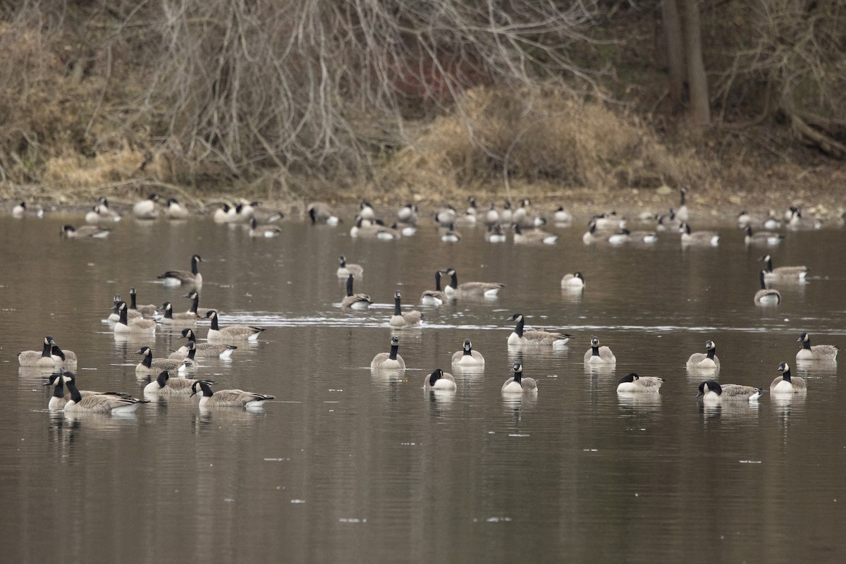 Canada Goose - ML612127087