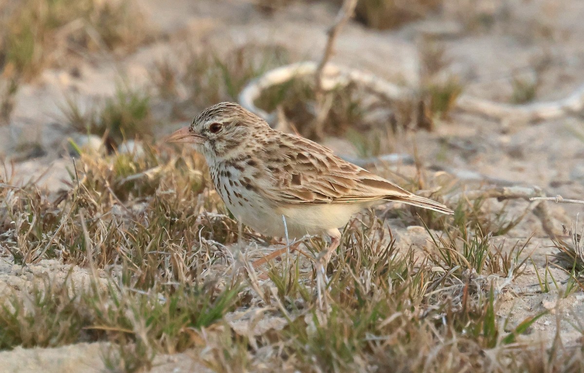 Madagascar Lark - ML612127161