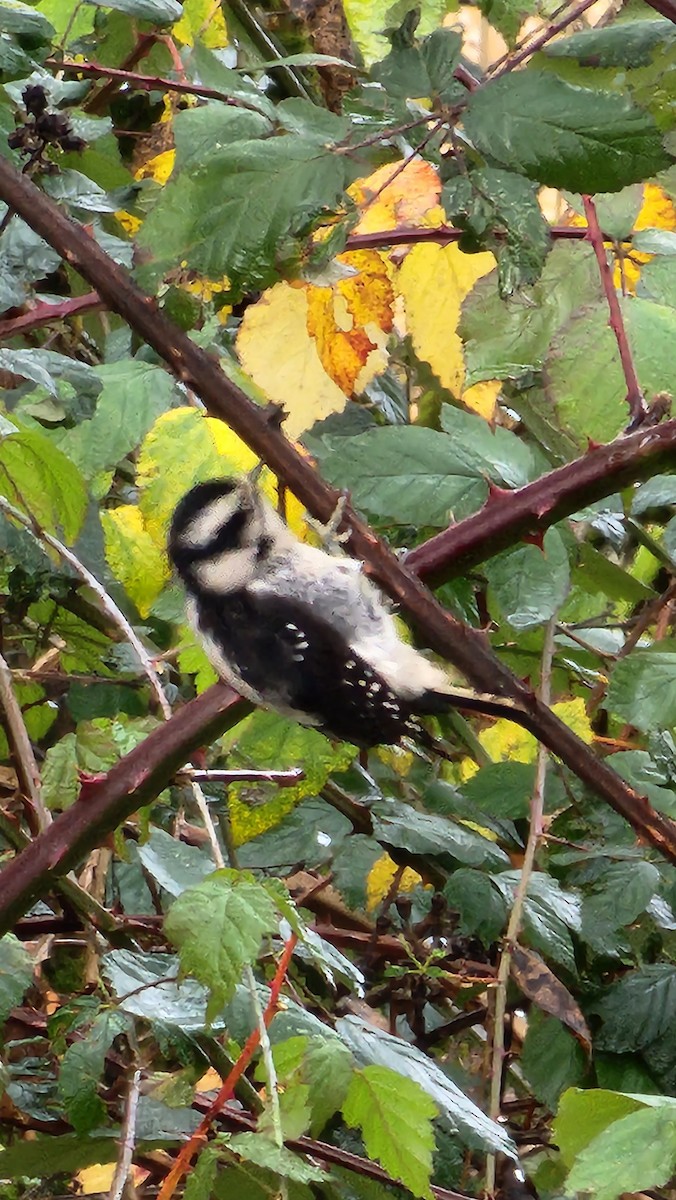 Downy Woodpecker (Pacific) - ML612127162