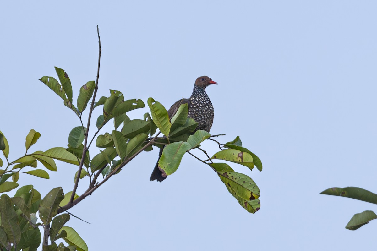 Scaled Pigeon - ML612127219