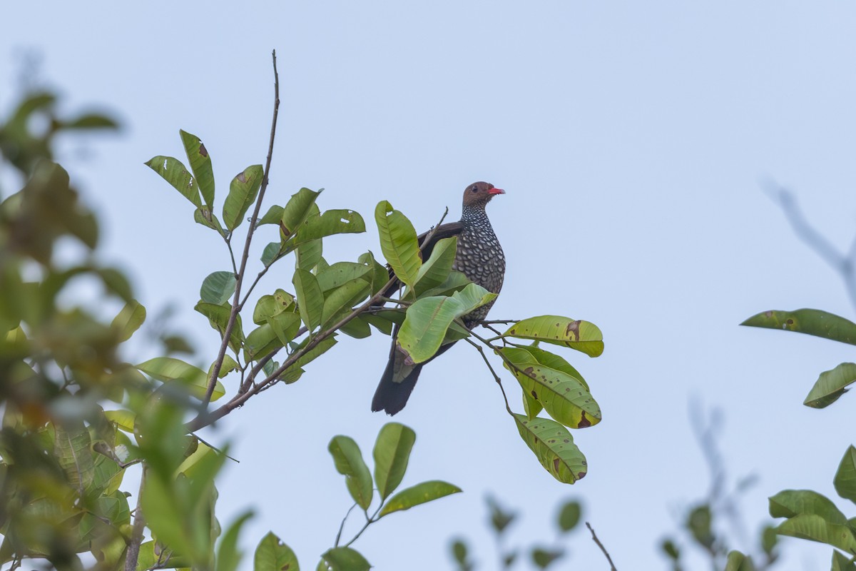 Scaled Pigeon - ML612127221