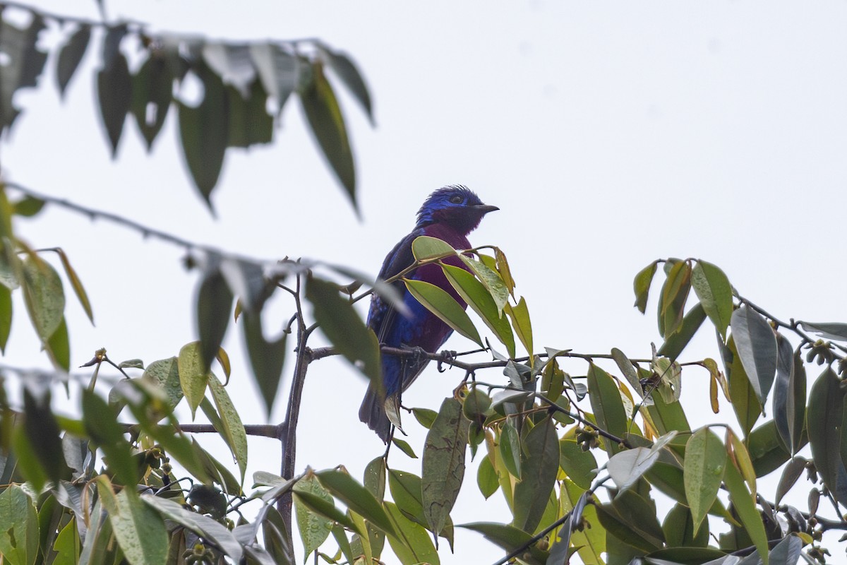 Purple-breasted Cotinga - Mason Flint