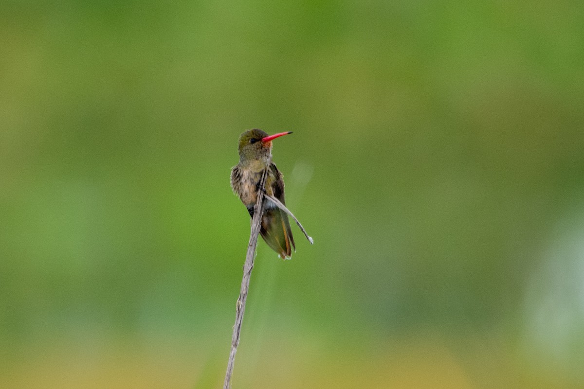 Gilded Hummingbird - ML612127385