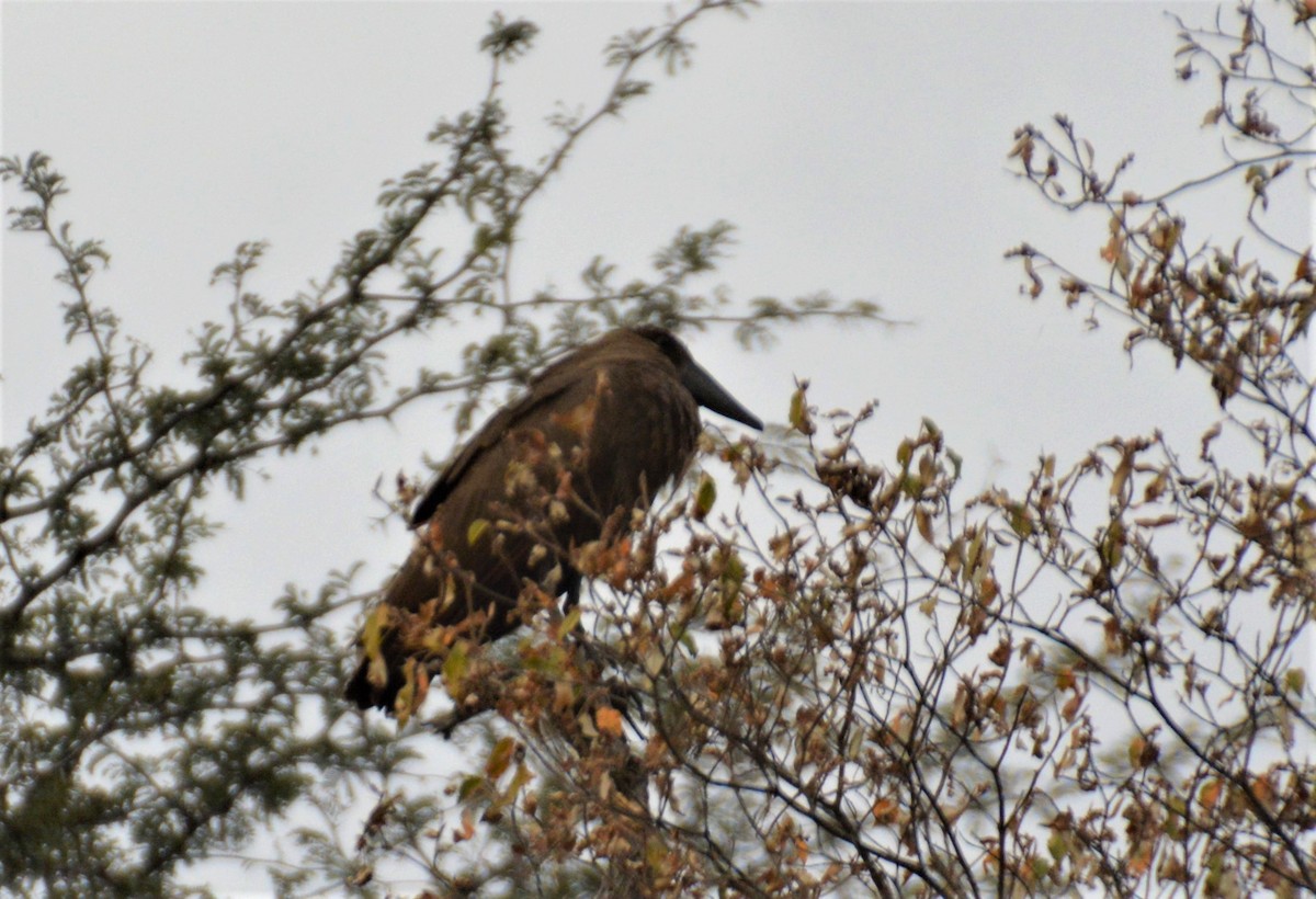 Hamerkop - ML612127423