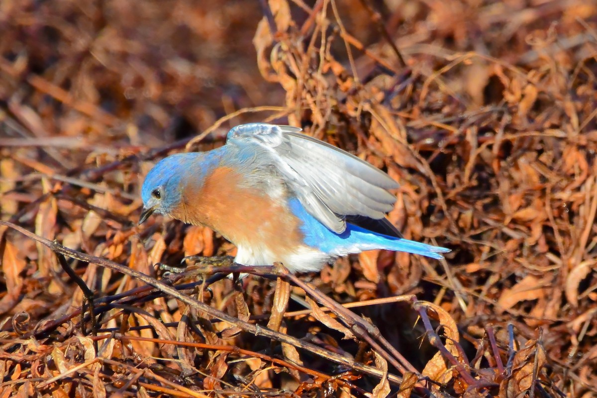 Eastern Bluebird - ML612127626