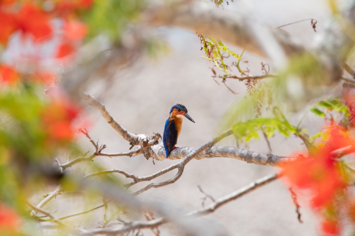Malagasy Kingfisher - Andy Tonge