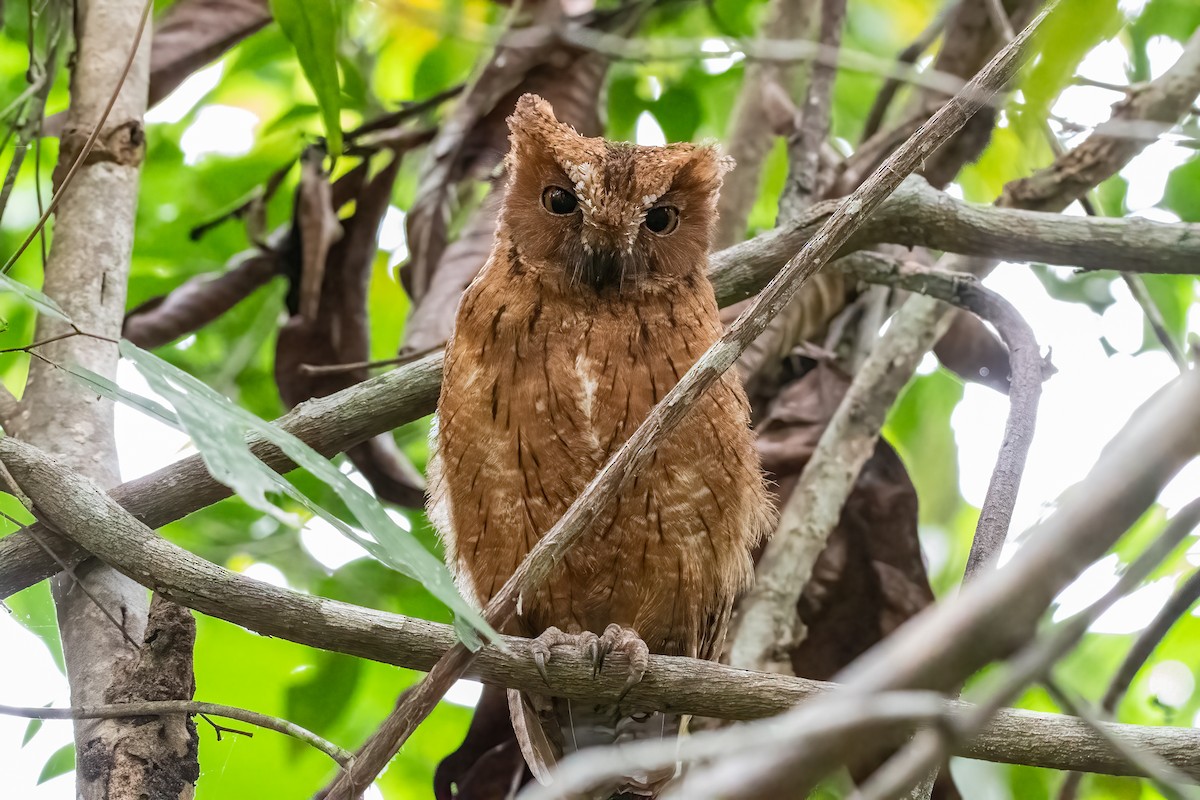 Madagascar Scops-Owl - Andy Tonge