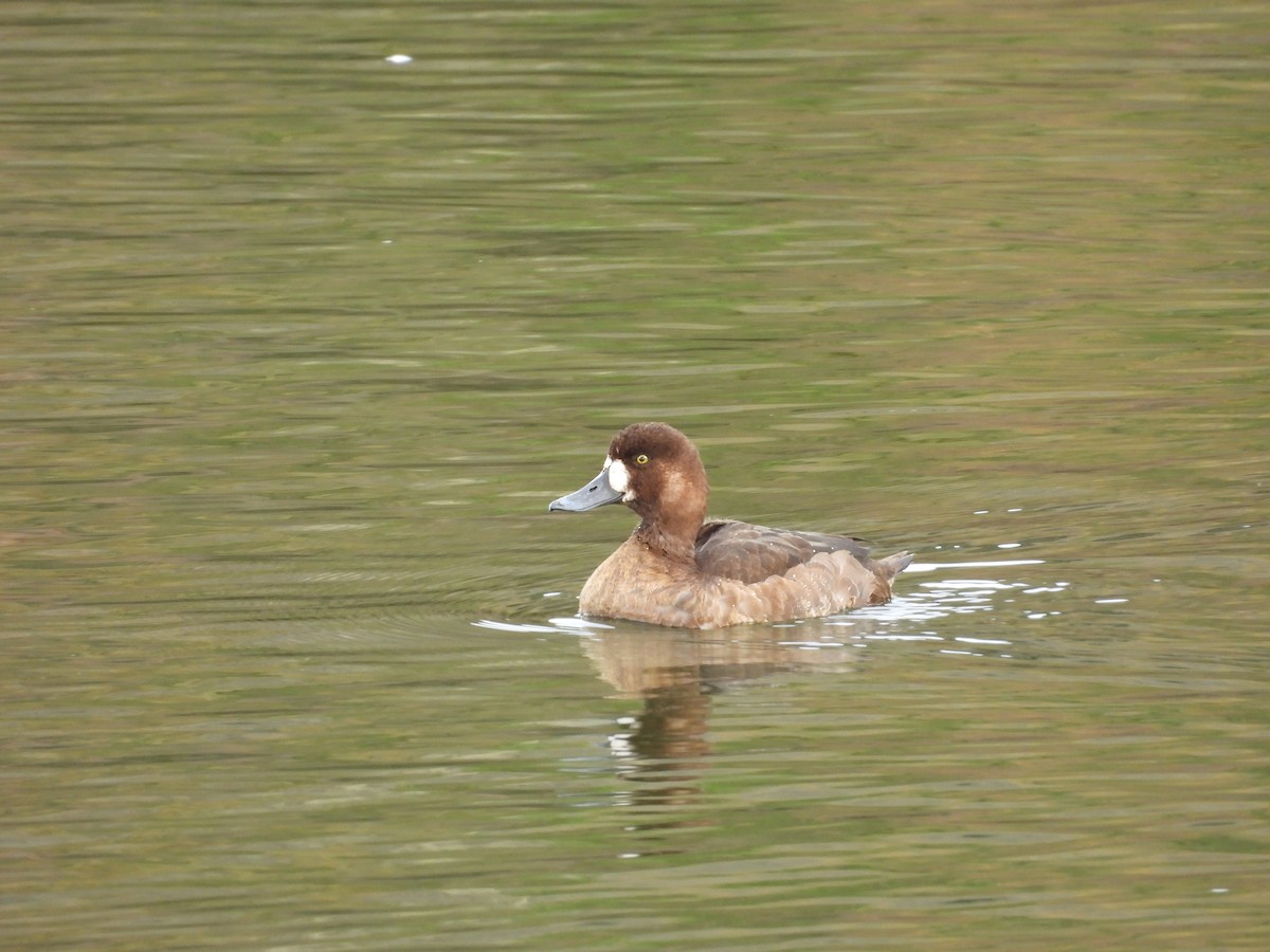 Greater Scaup - Fran Alvarez Gonzalez