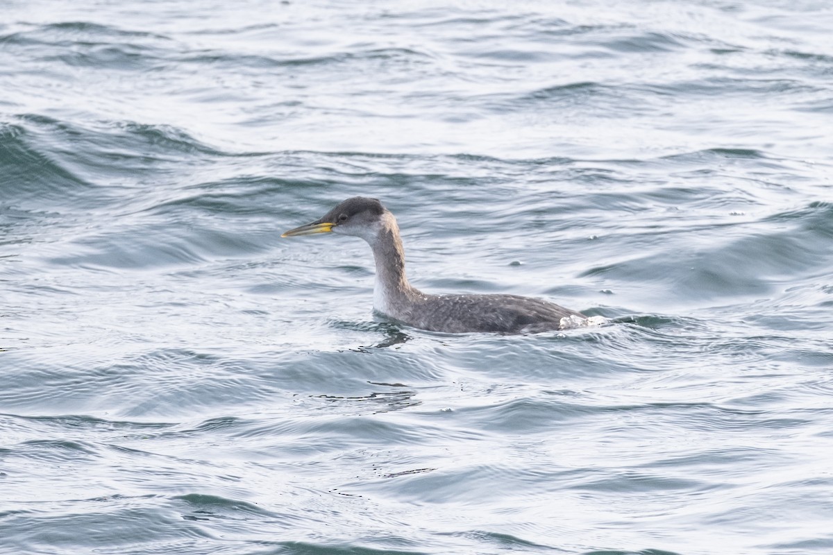 Red-necked Grebe - ML612127763